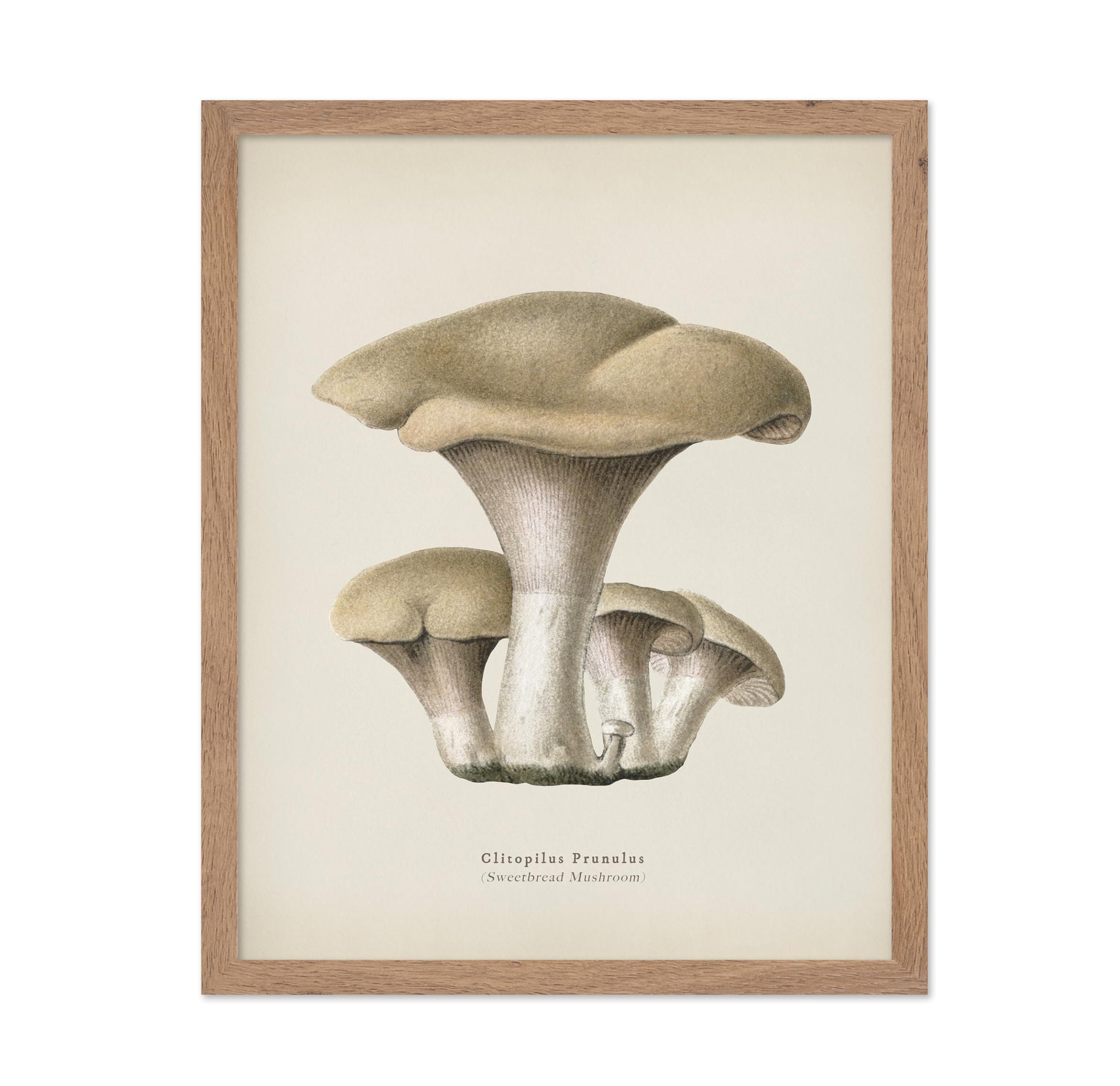 Sweetbread Mushroom