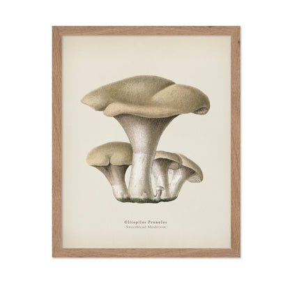 Sweetbread Mushroom