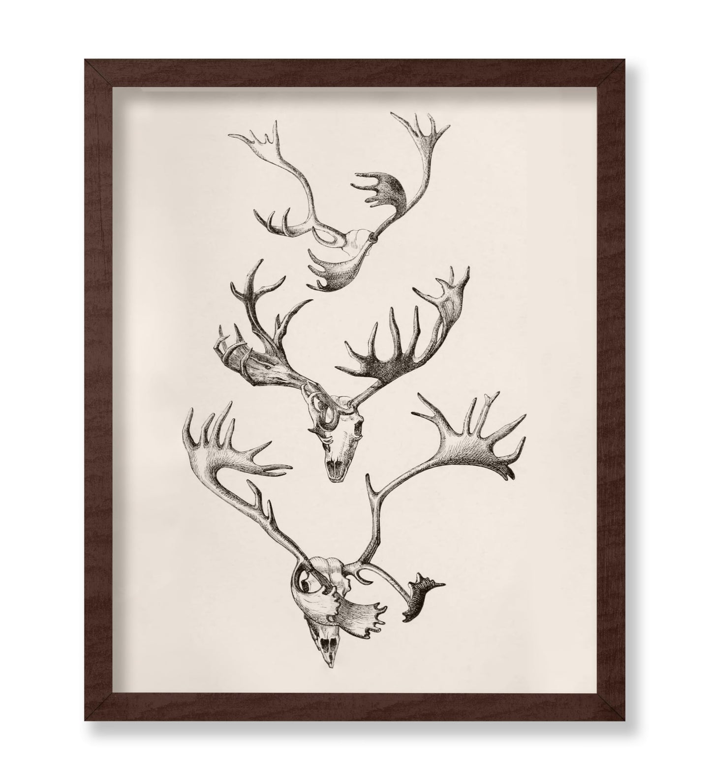 Skull and Antlers