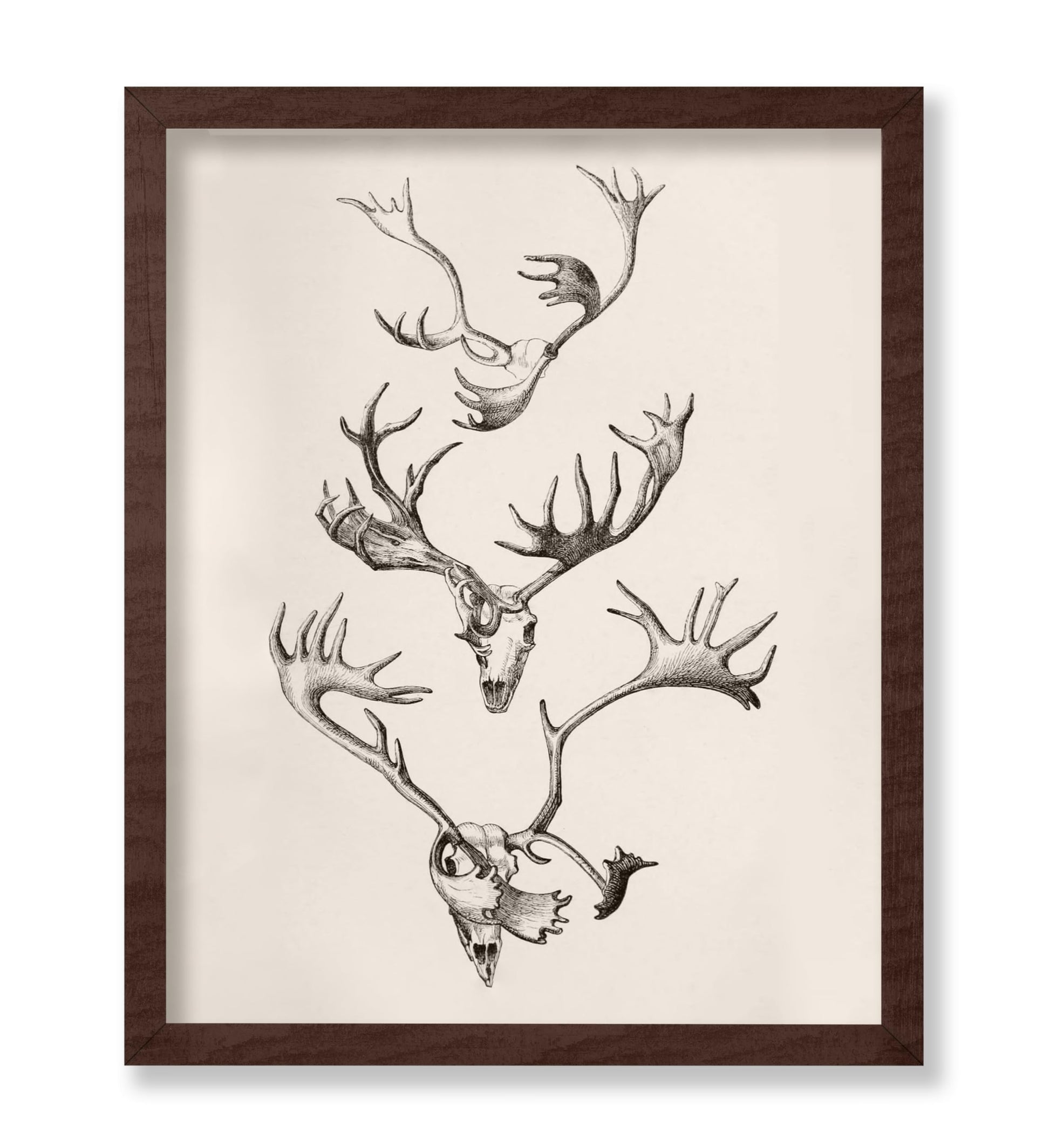 Skull and Antlers
