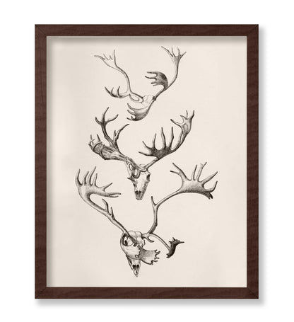 Skull and Antlers