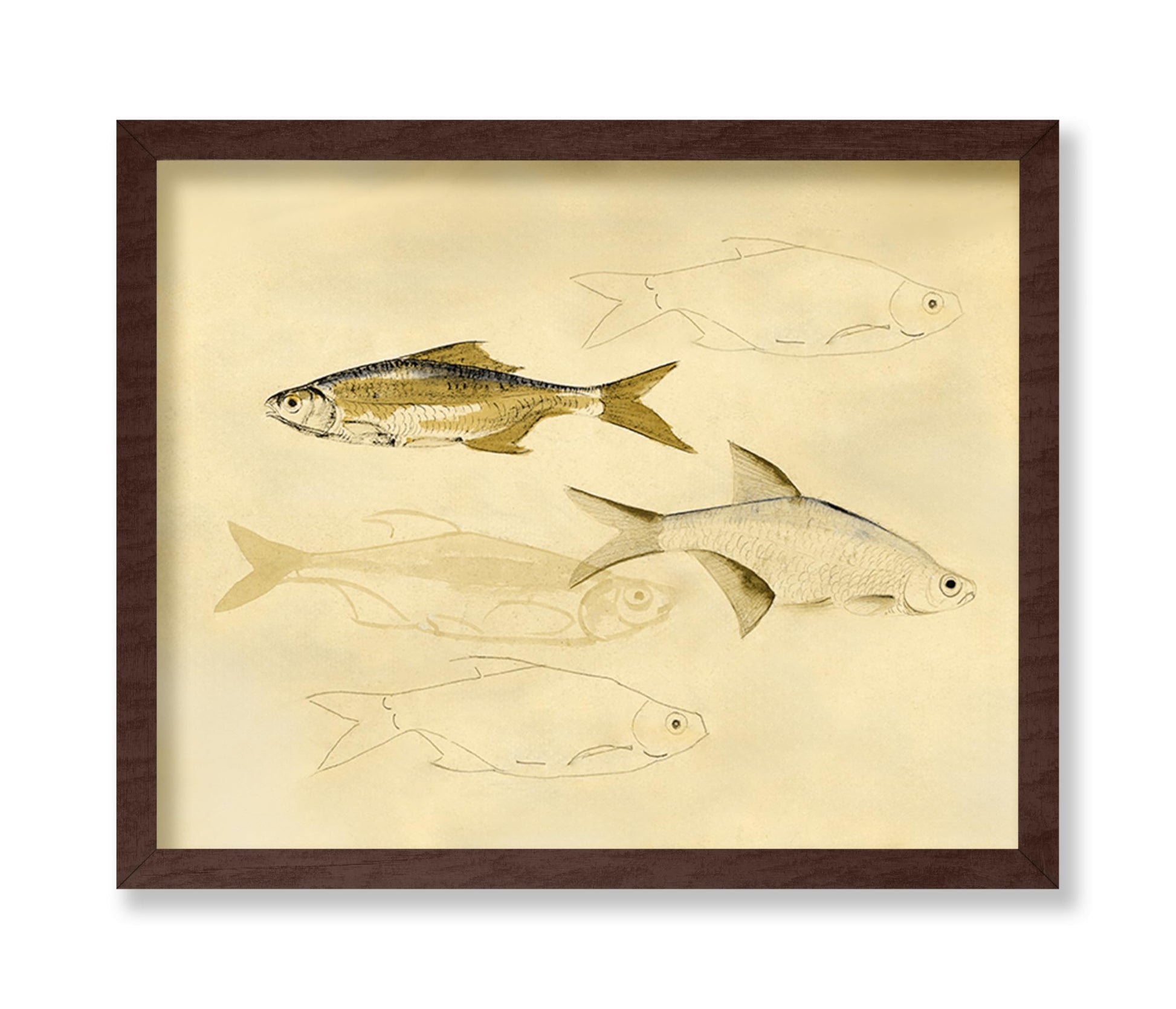 Fish Sketch