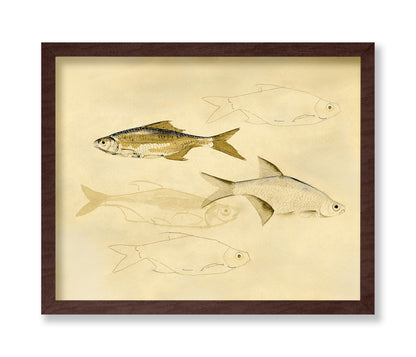 Fish Sketch
