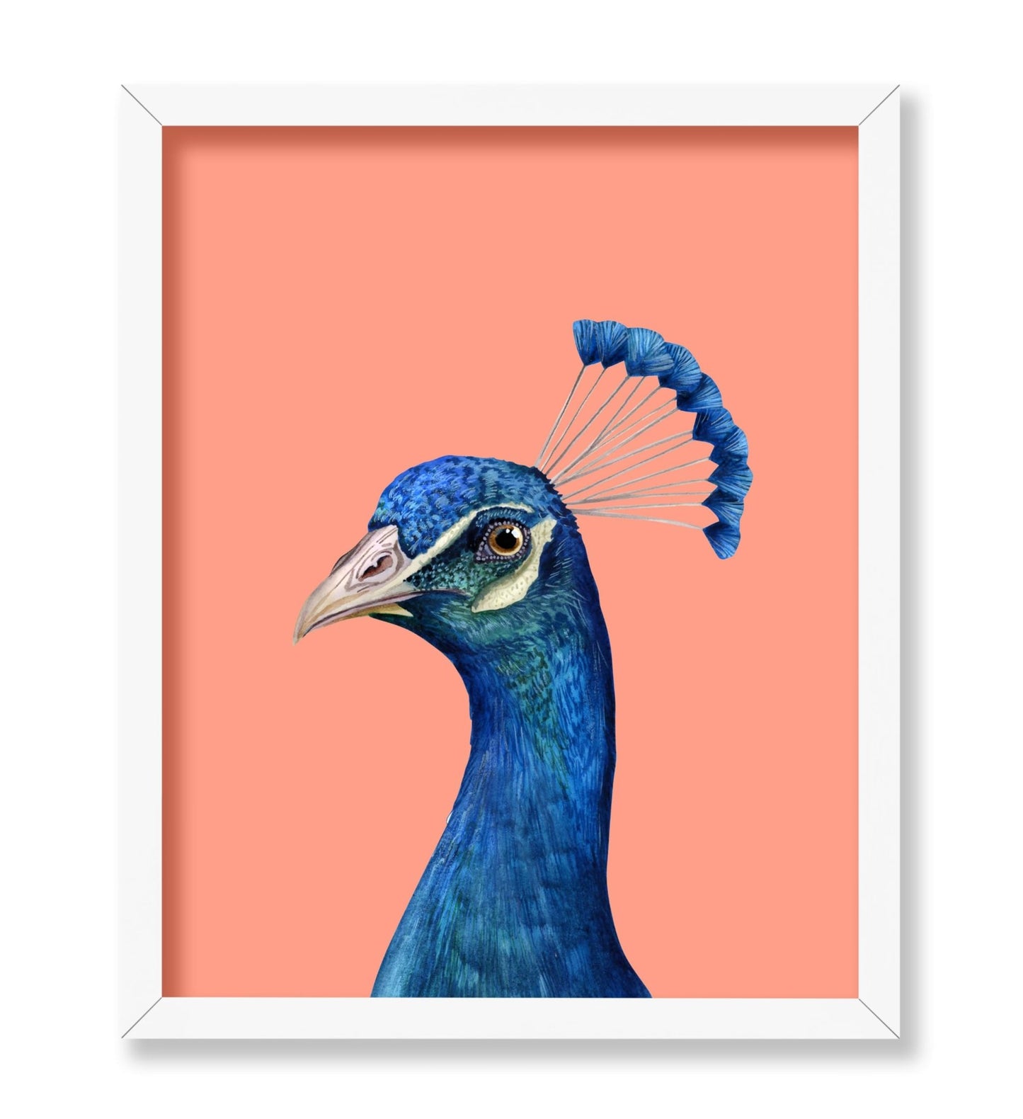 Peacock Portrait