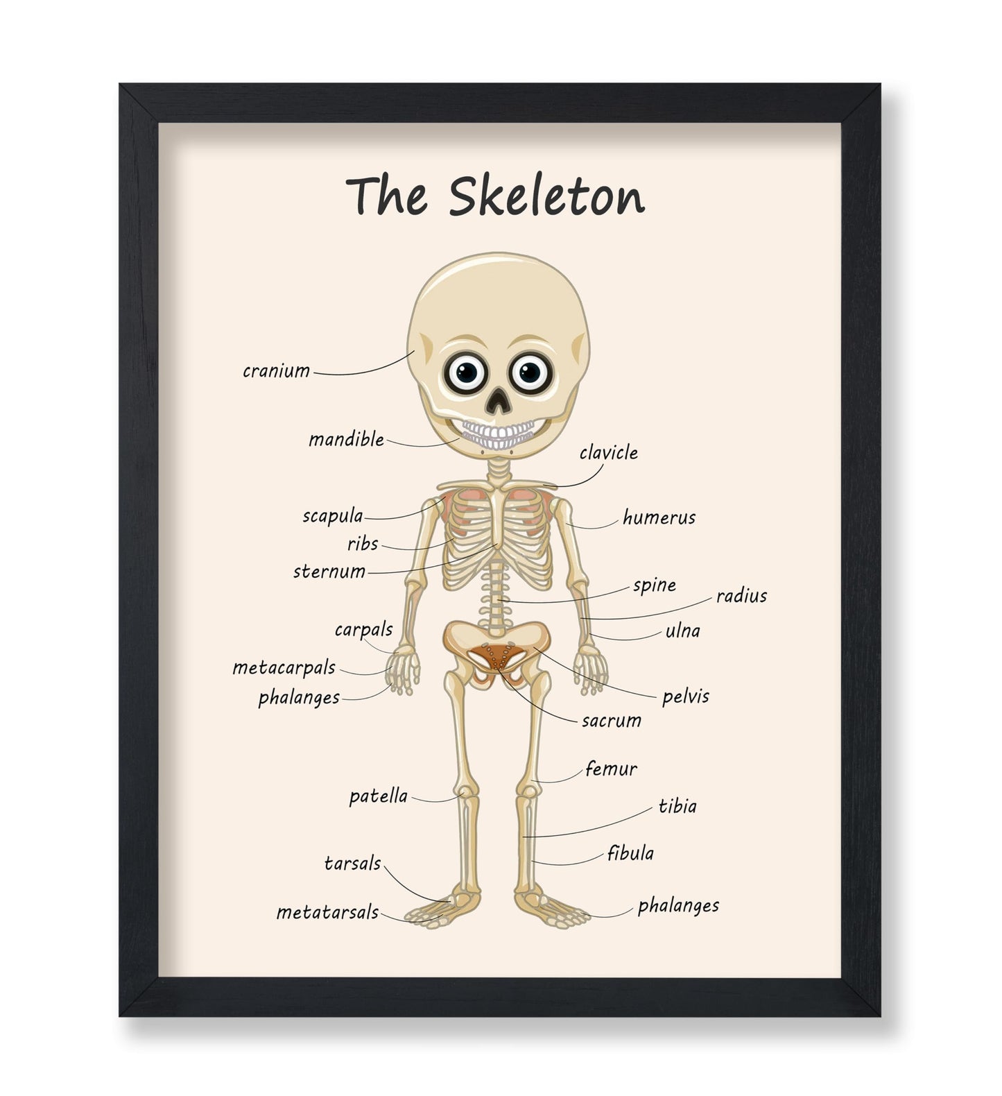 The Skeleton