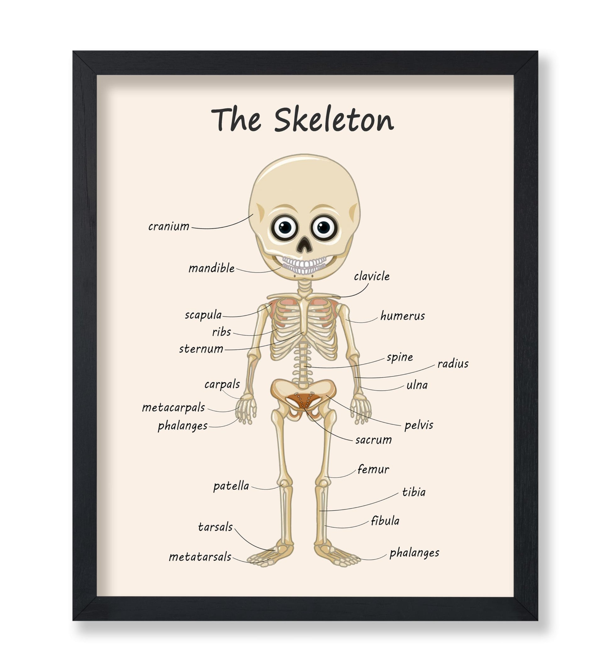 The Skeleton