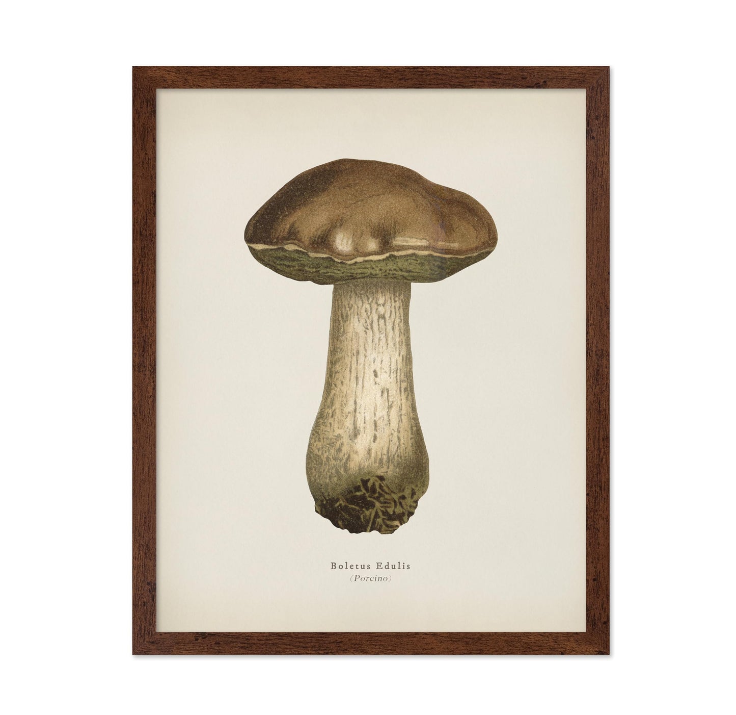 Porcino Mushroom No1
