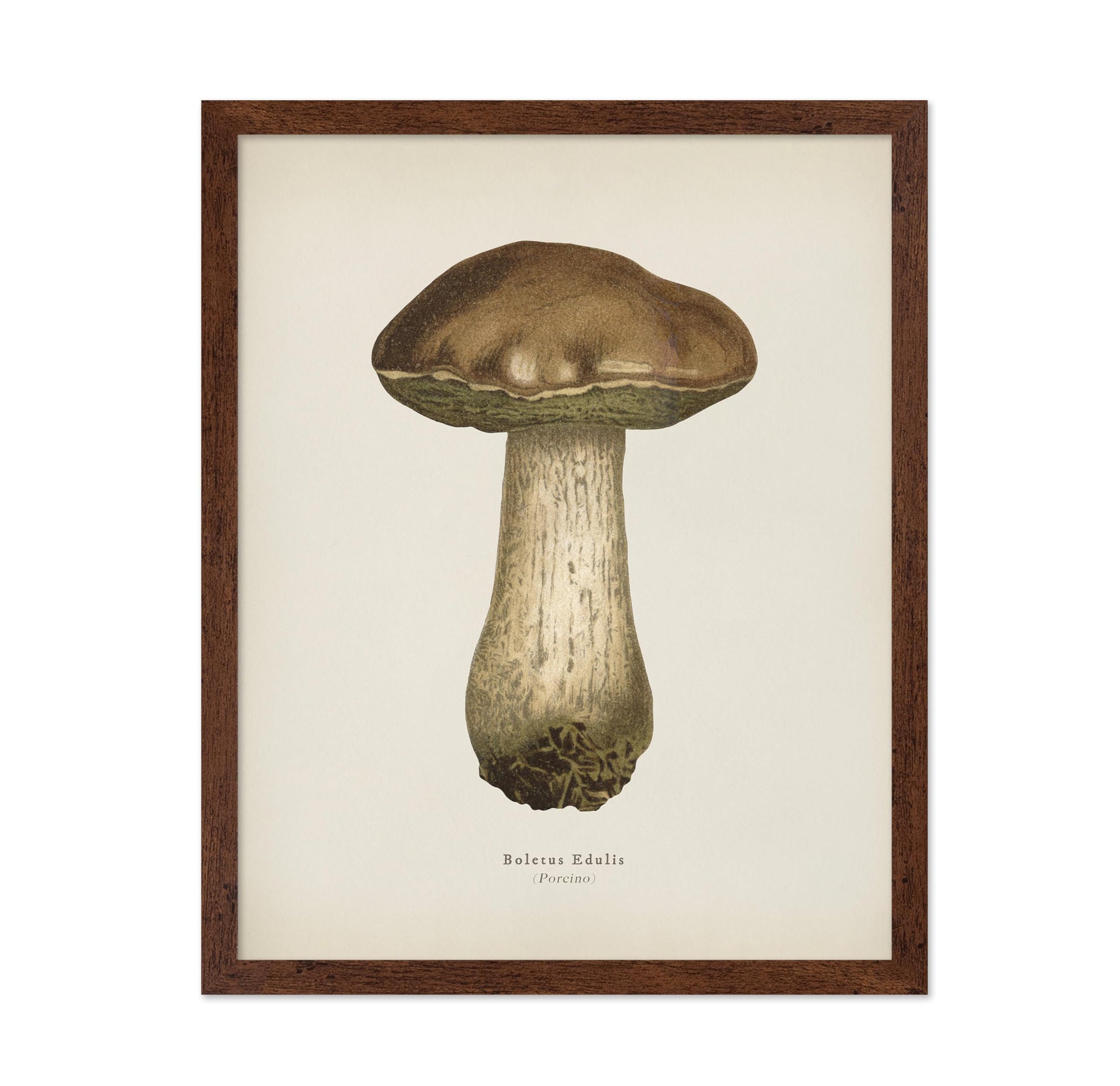 Porcino Mushroom No1