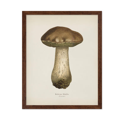 Porcino Mushroom No1