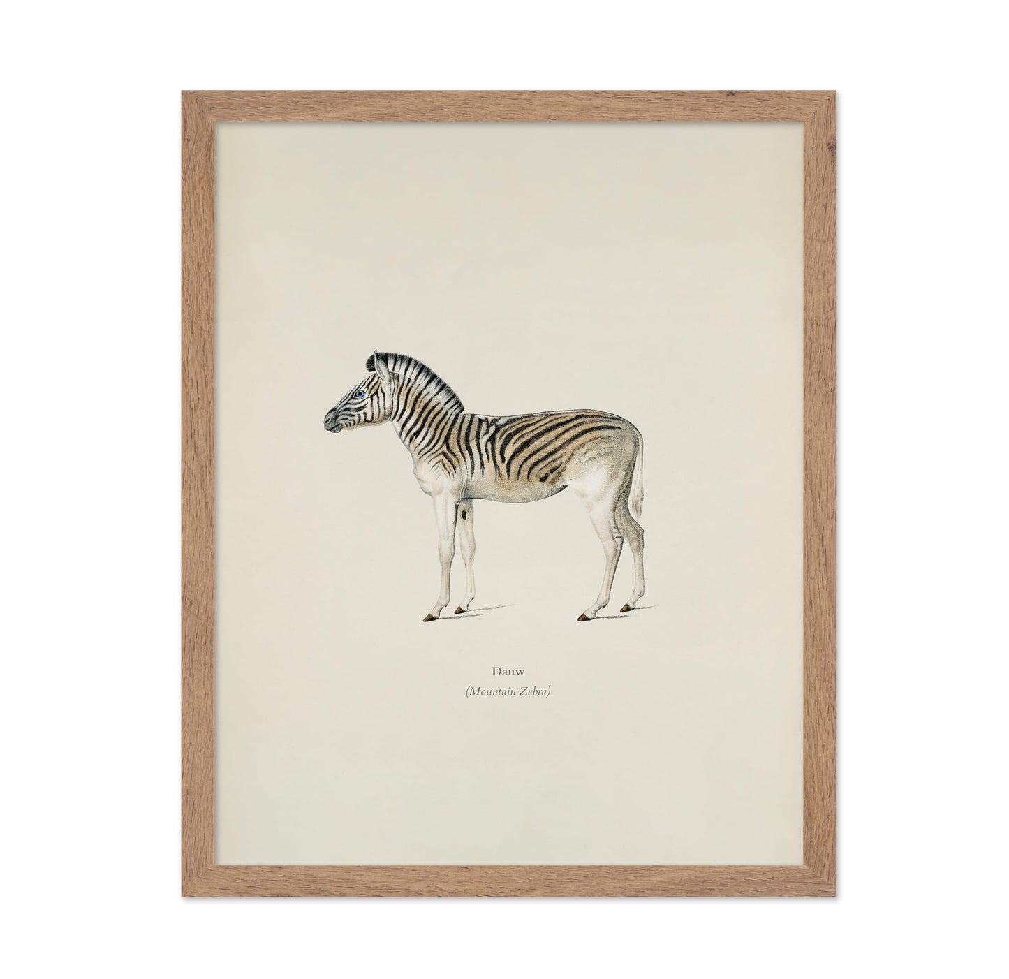 Mountain Zebra