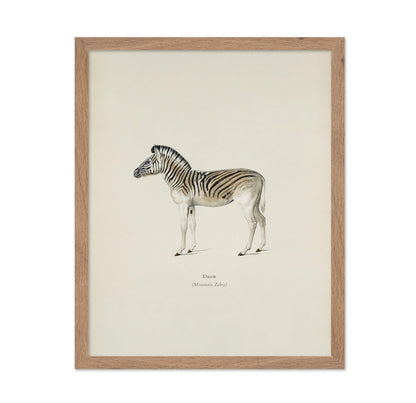 Mountain Zebra