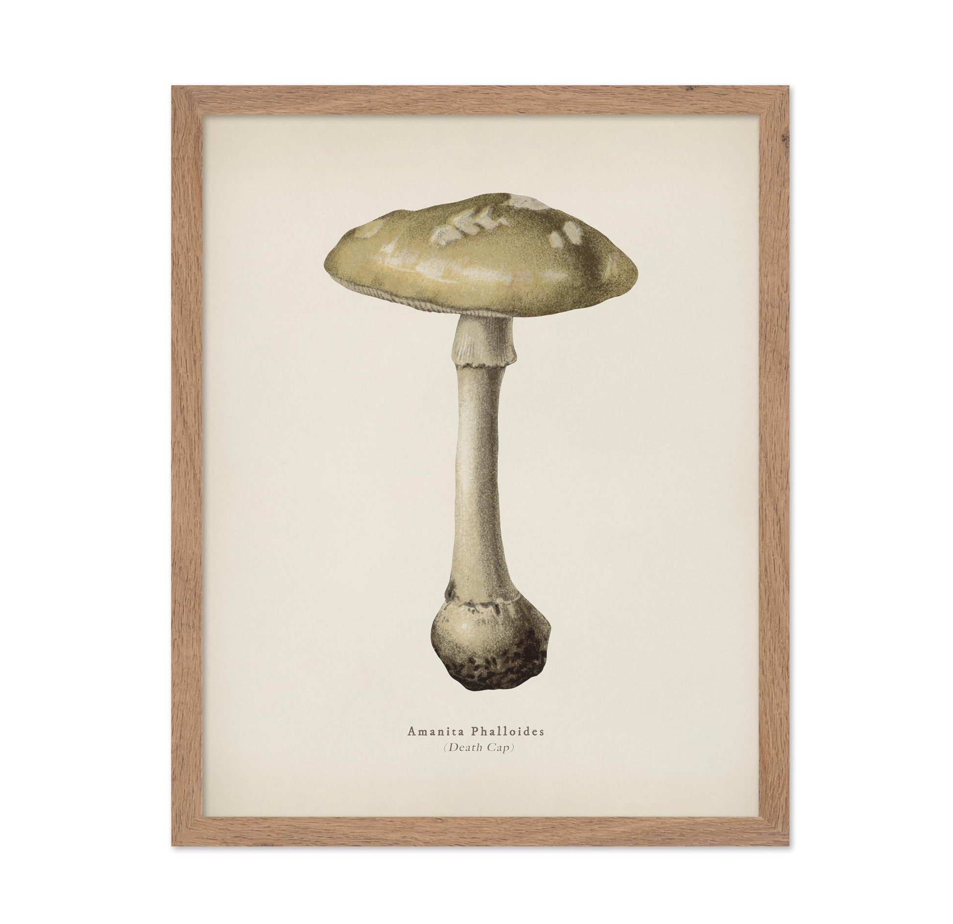Death Cap Mushroom No2