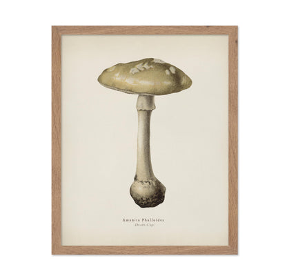 Death Cap Mushroom No2