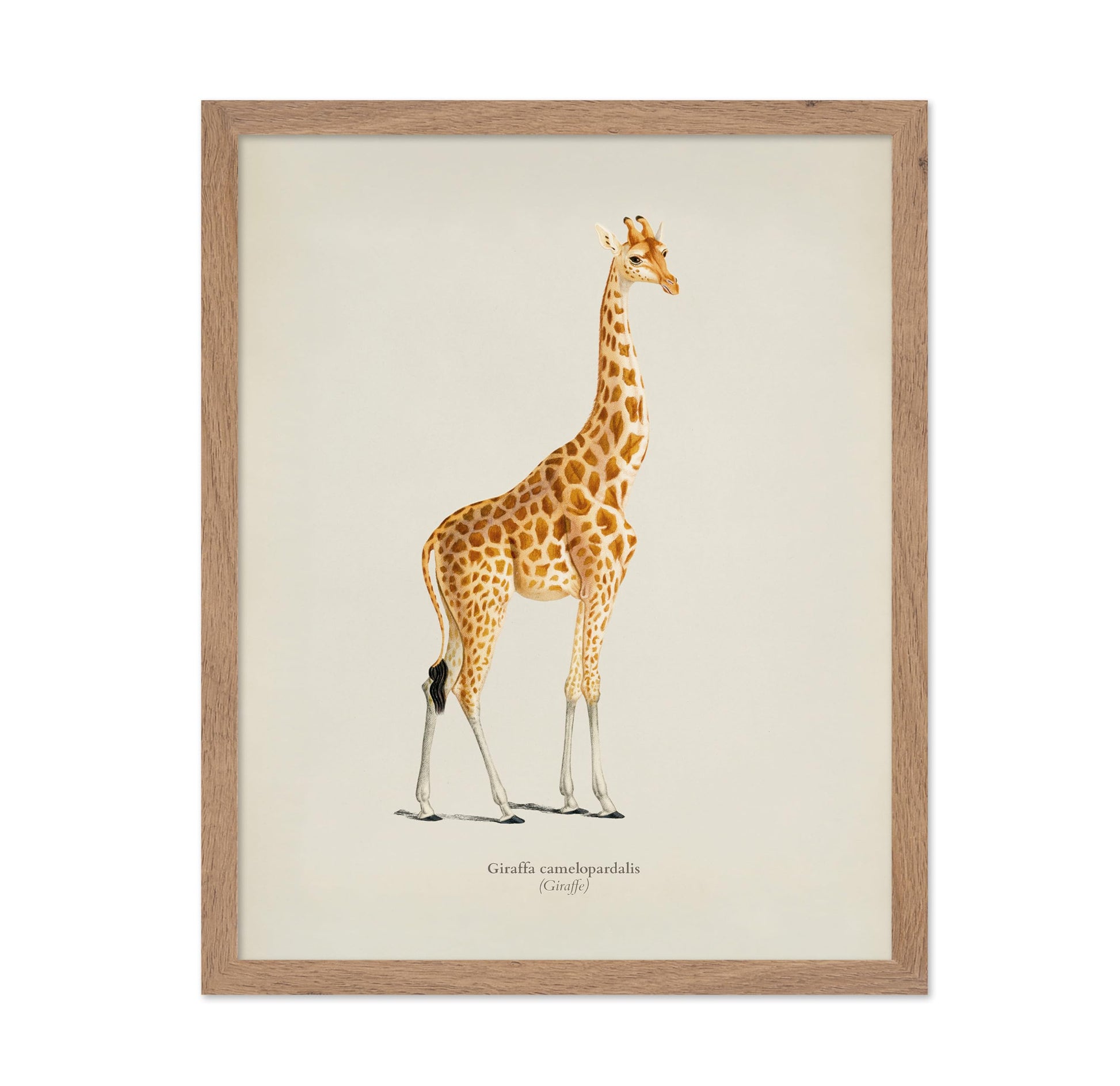 Giraffe Portrait No2