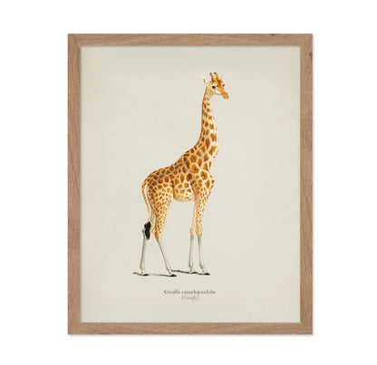 Giraffe Portrait No2