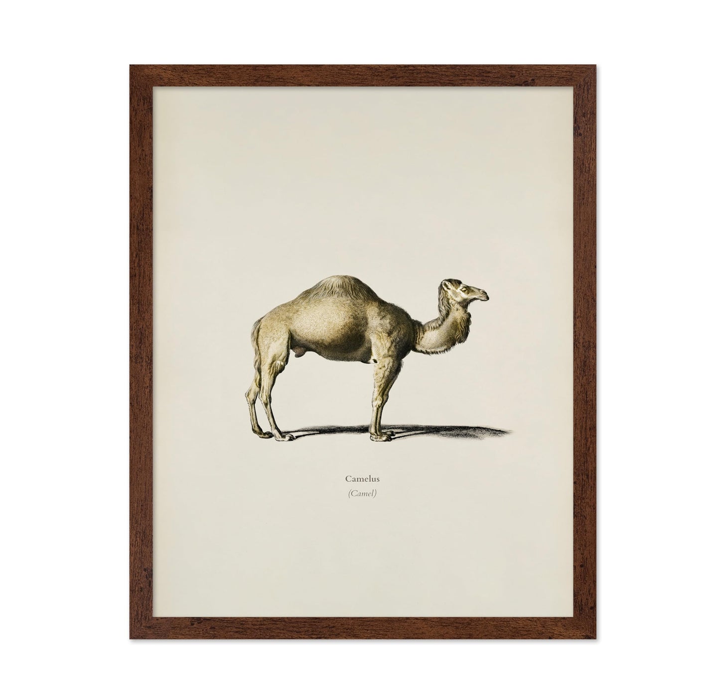 Camel Portrait