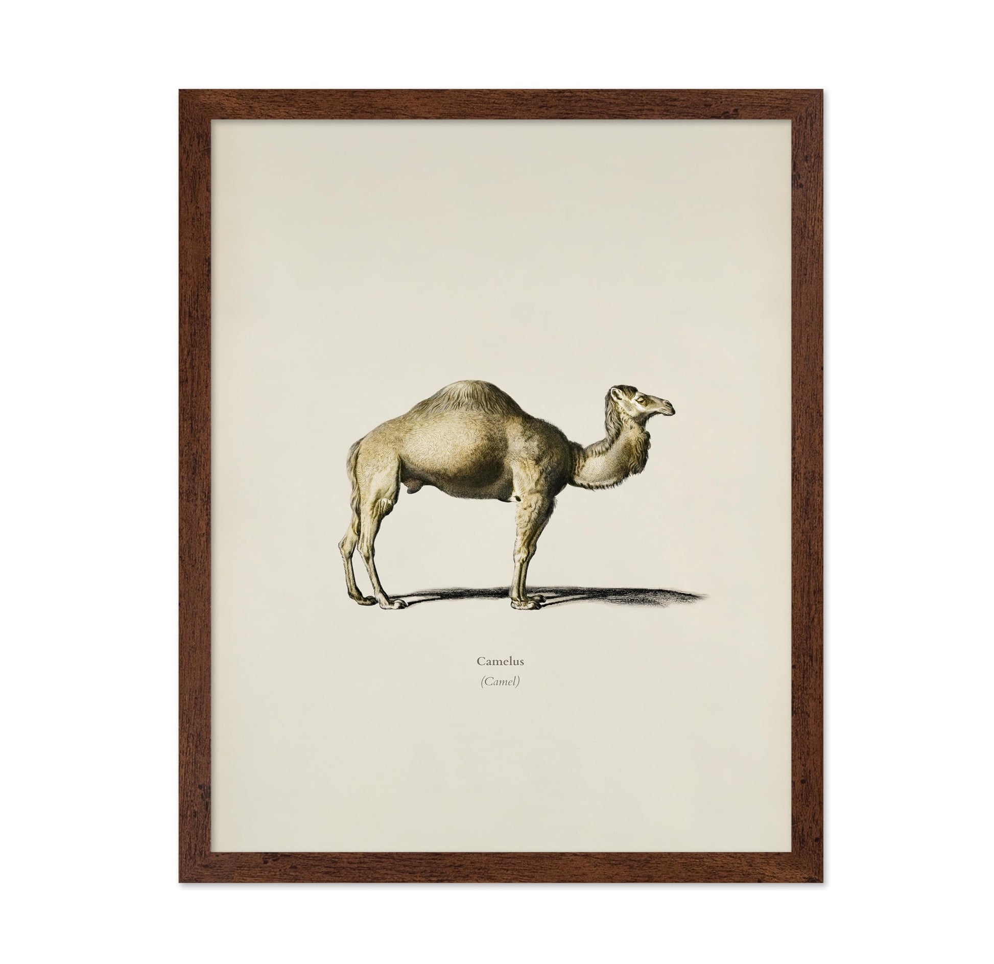 Camel Portrait