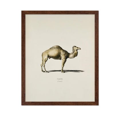 Camel Portrait