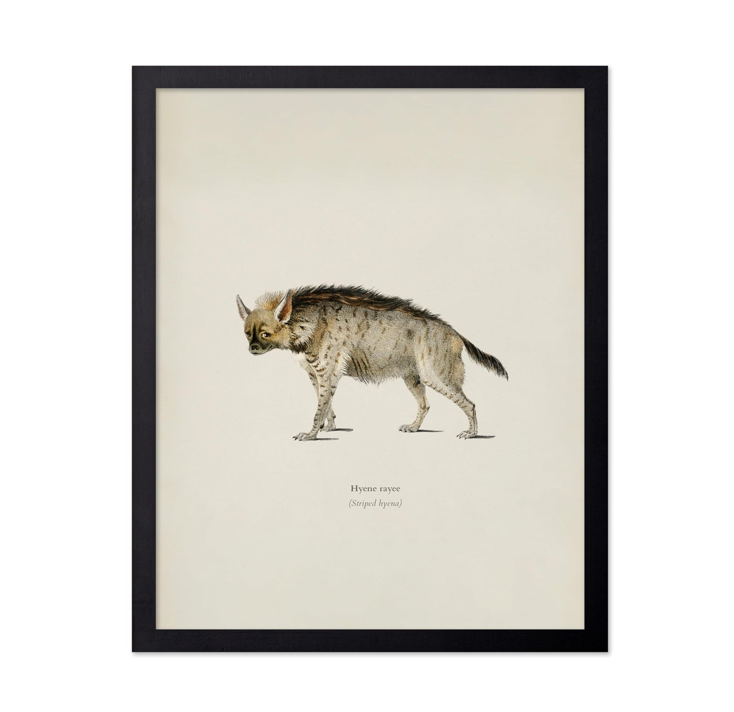 Striped Hyena