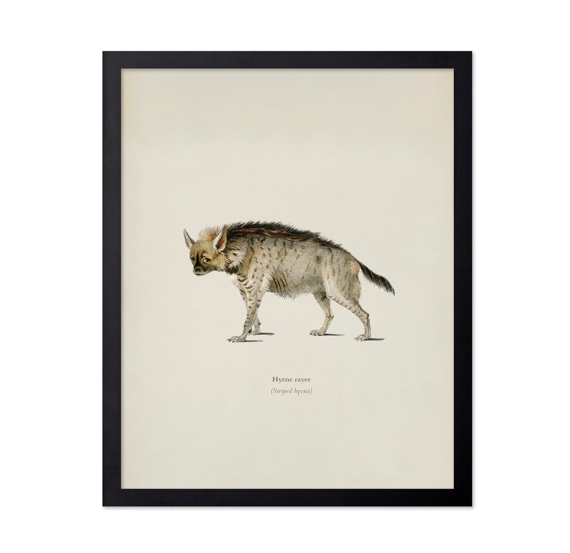 Striped Hyena