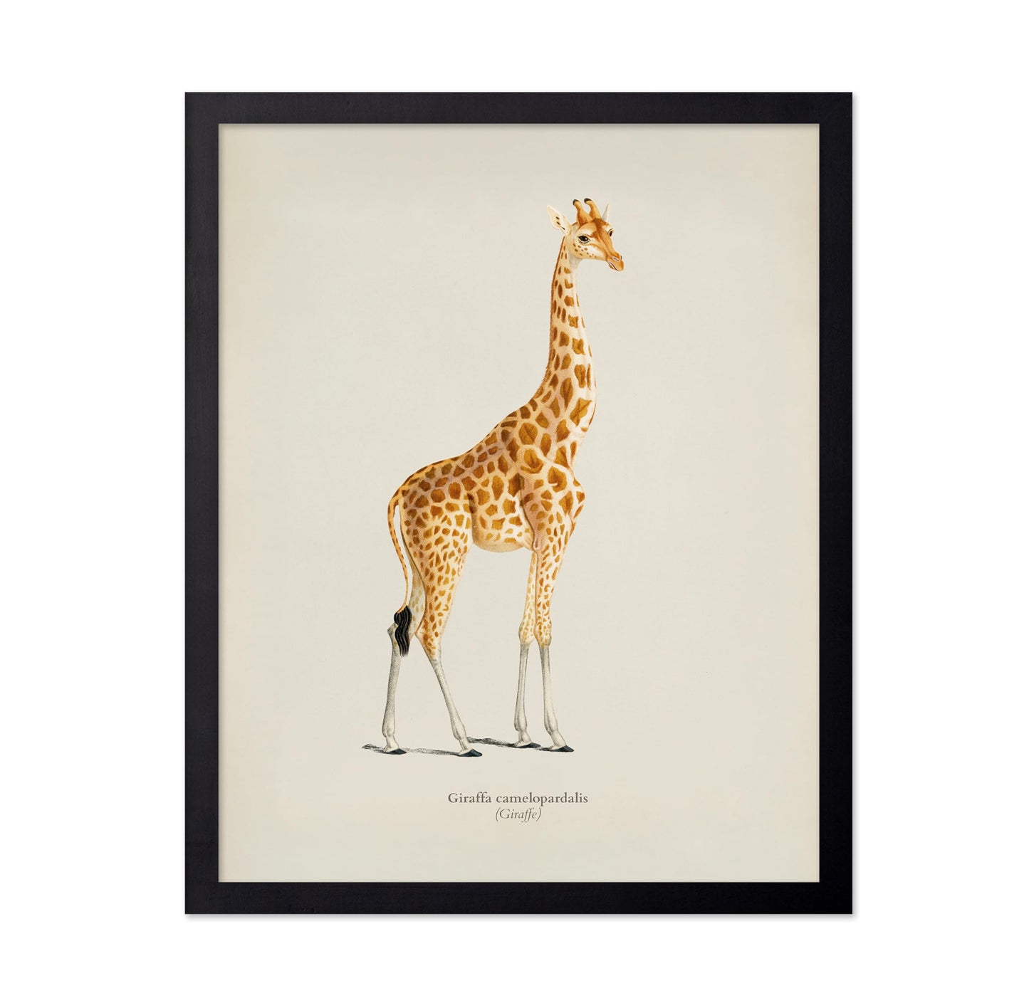 Giraffe Portrait No2