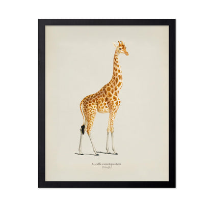 Giraffe Portrait No2