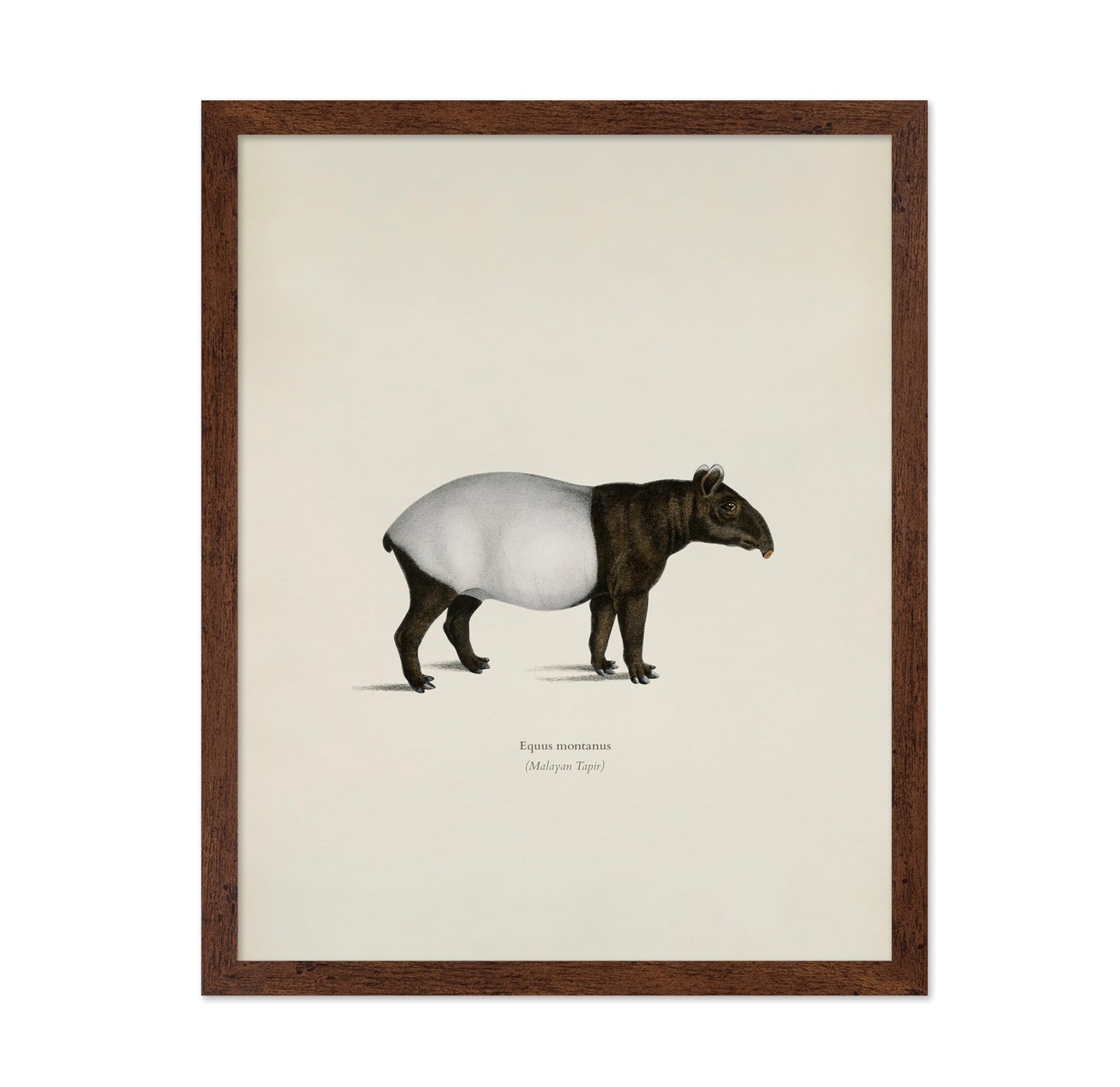Malayan Tapir