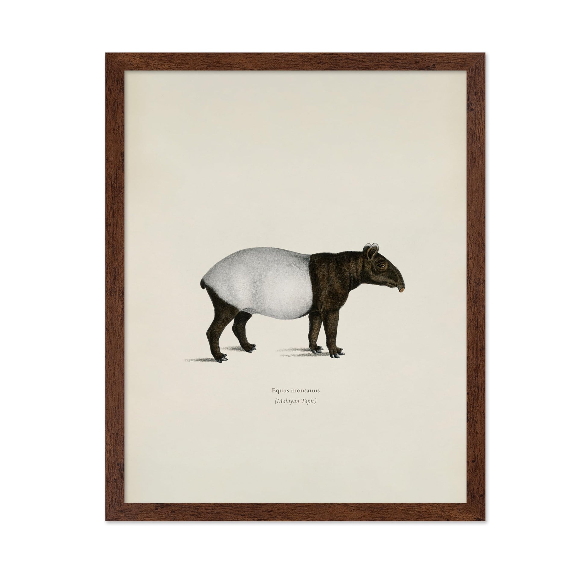 Malayan Tapir