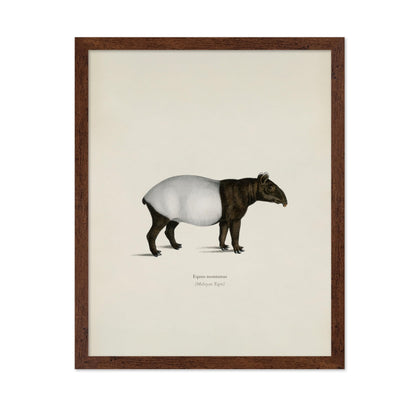 Malayan Tapir