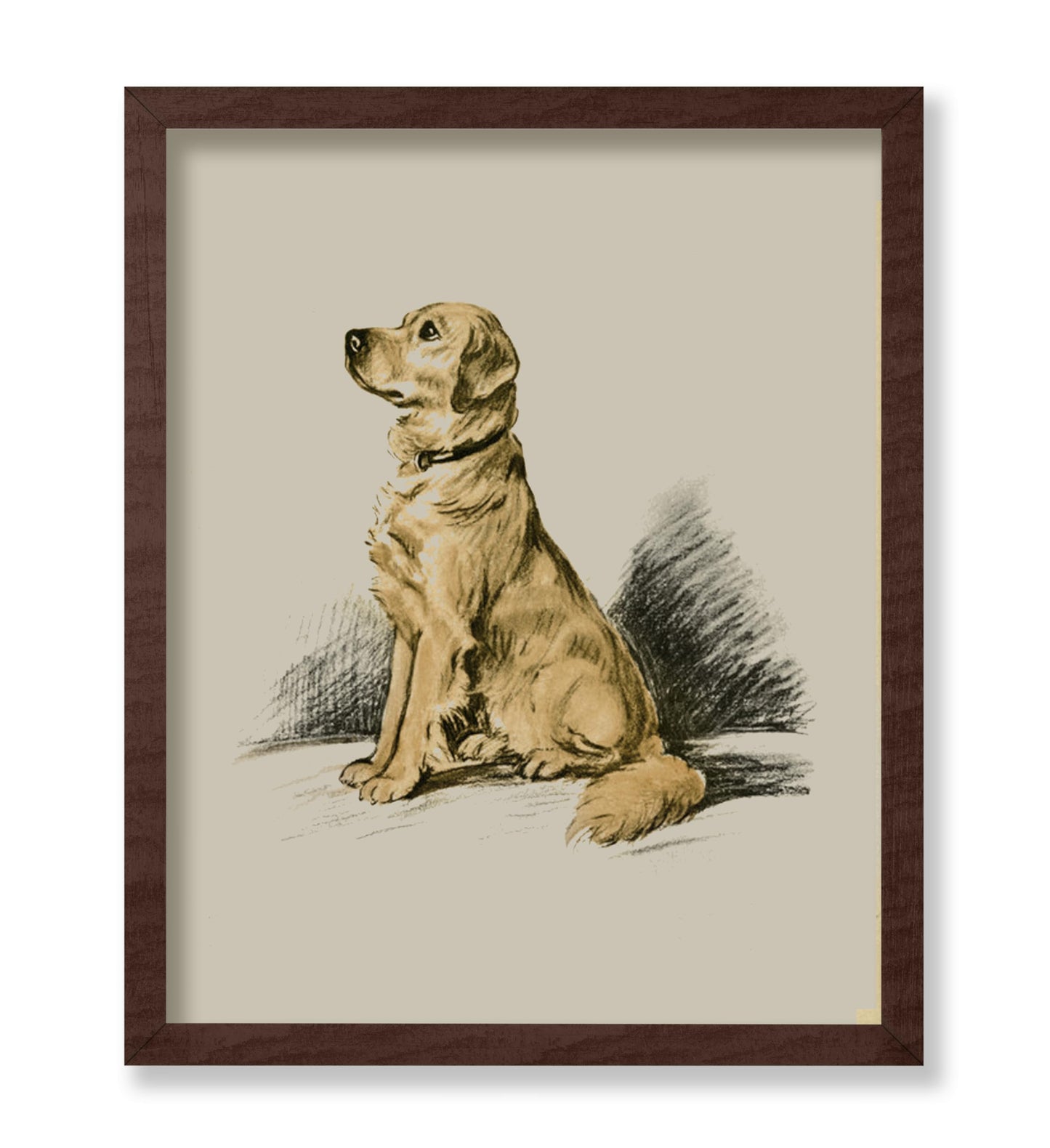 Labrador Retriever No1