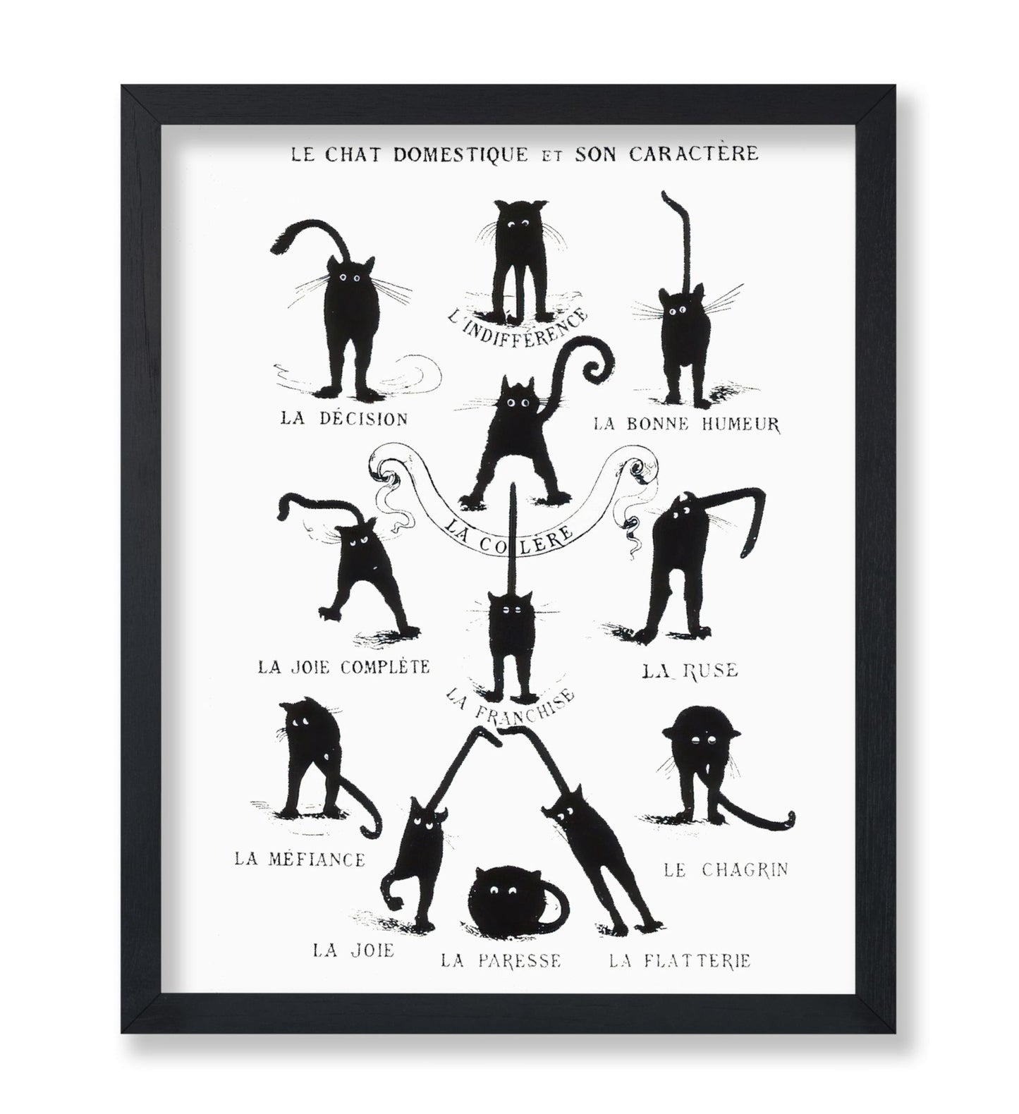 Domestic Cat and its Character