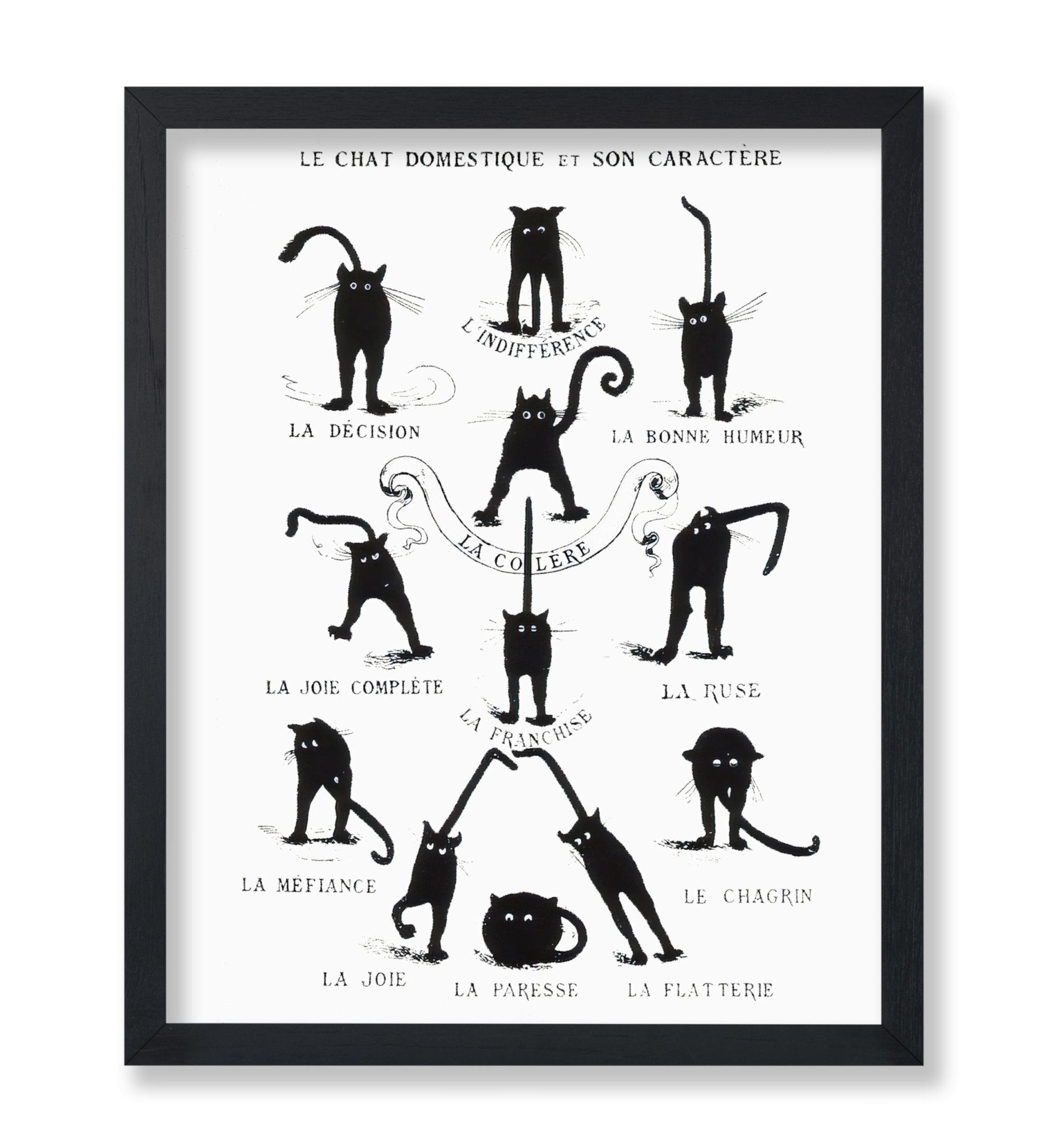 Domestic Cat and its Character