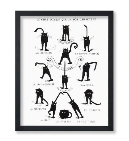 Domestic Cat and its Character
