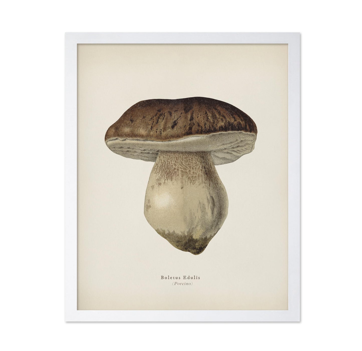 Porcino Mushroom No2