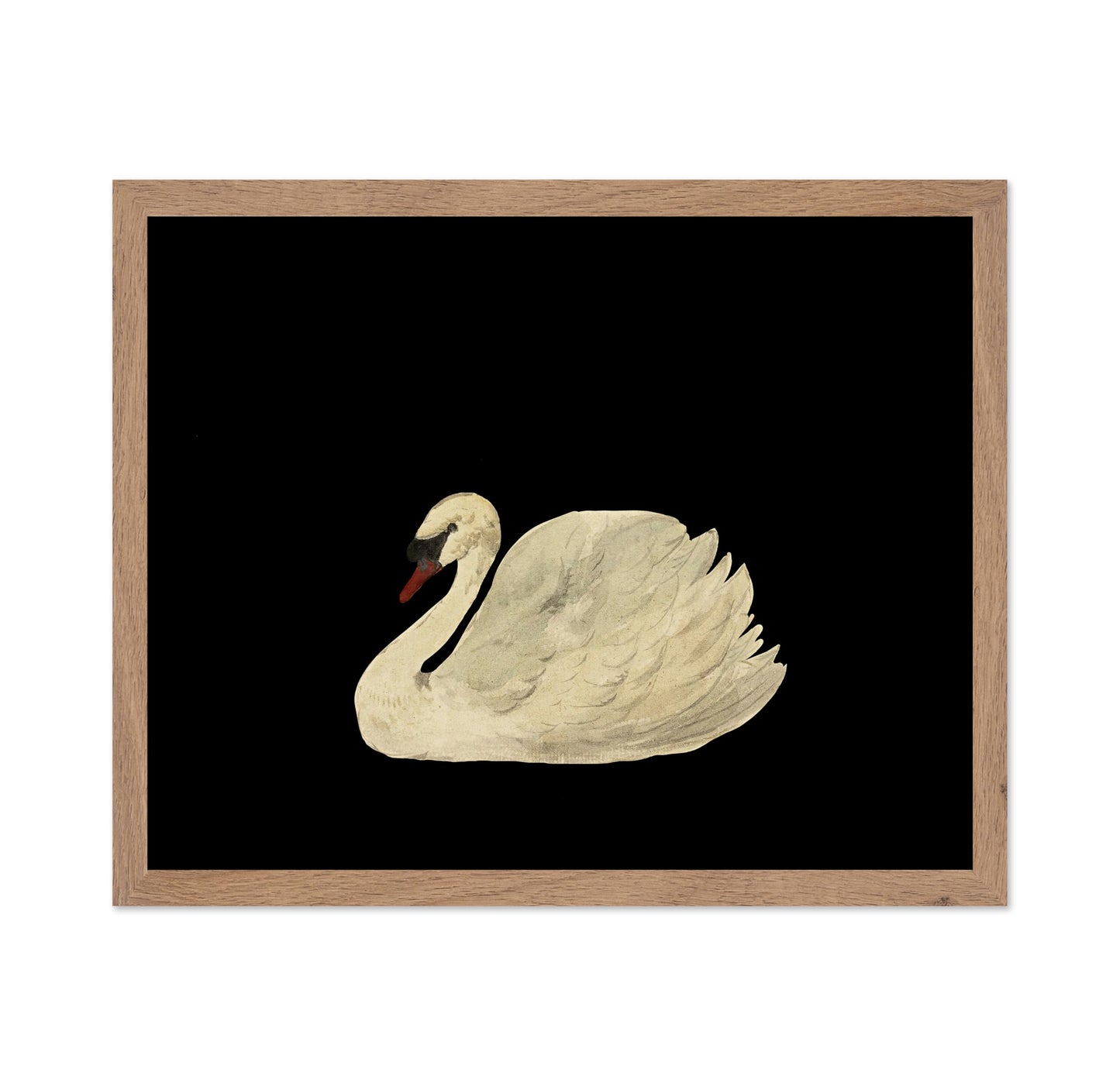 White Swan No1