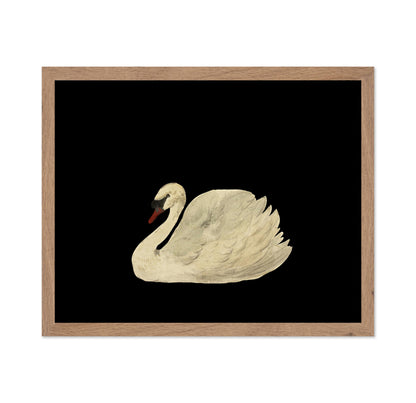 White Swan No1