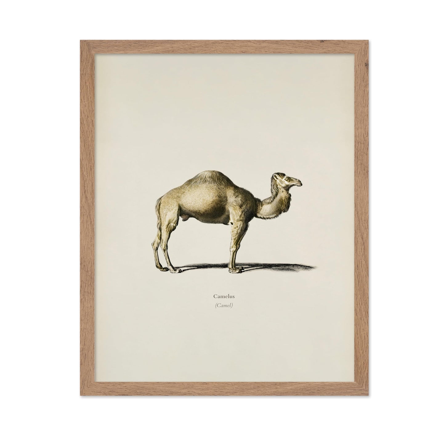 Camel Portrait