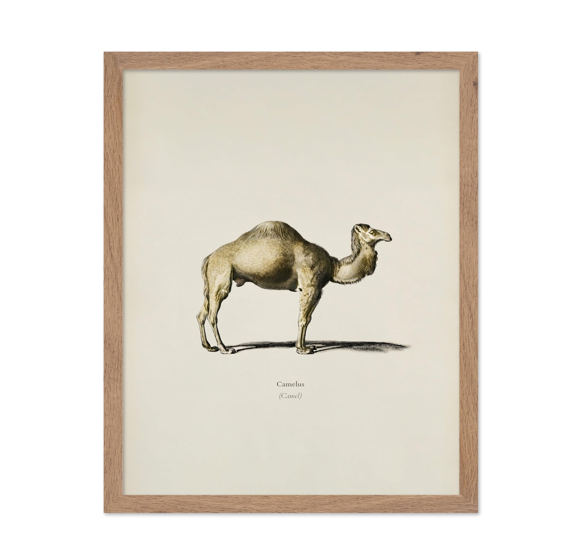 Camel Portrait
