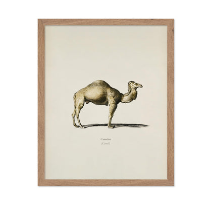 Camel Portrait