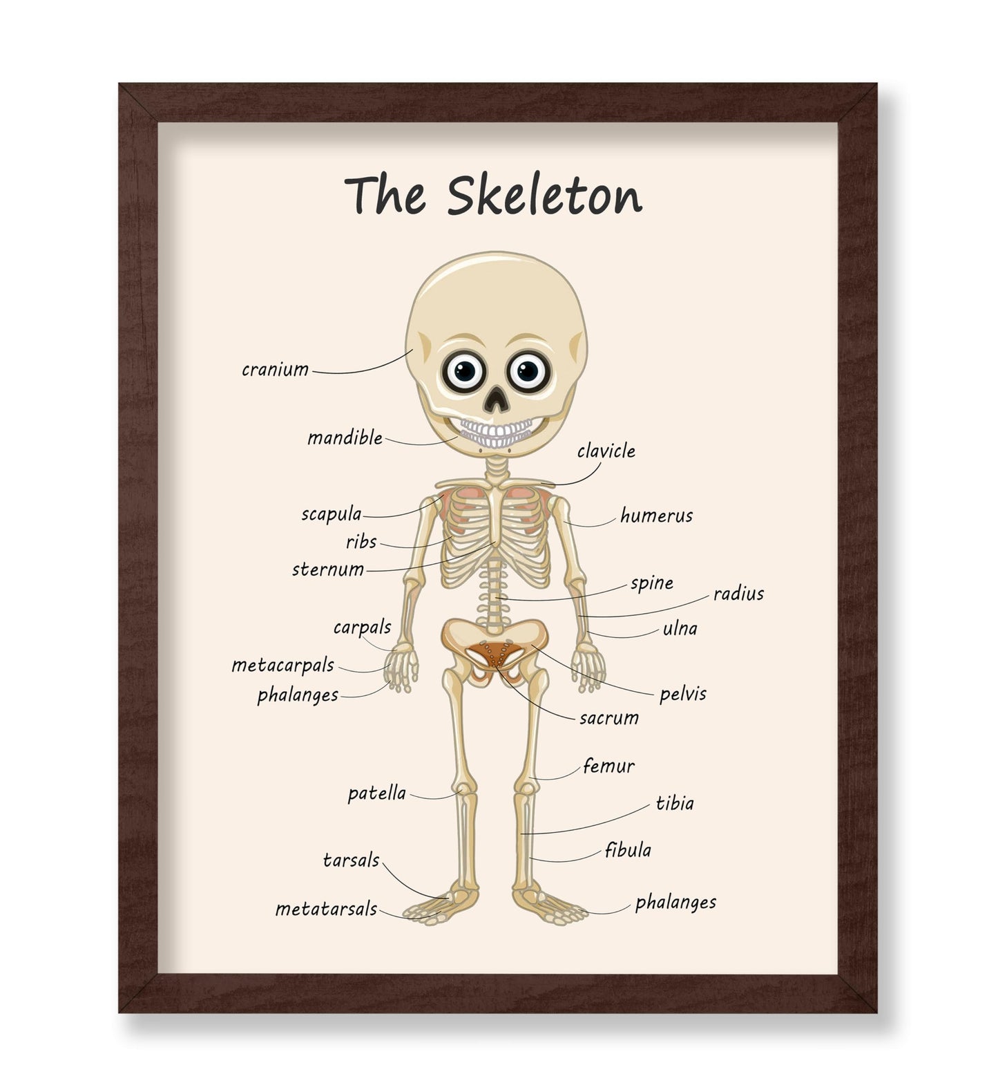 The Skeleton