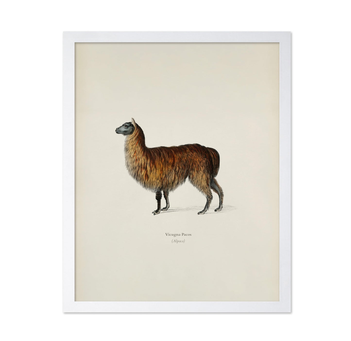 Alpaca Portrait