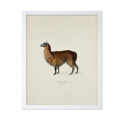 Alpaca Portrait
