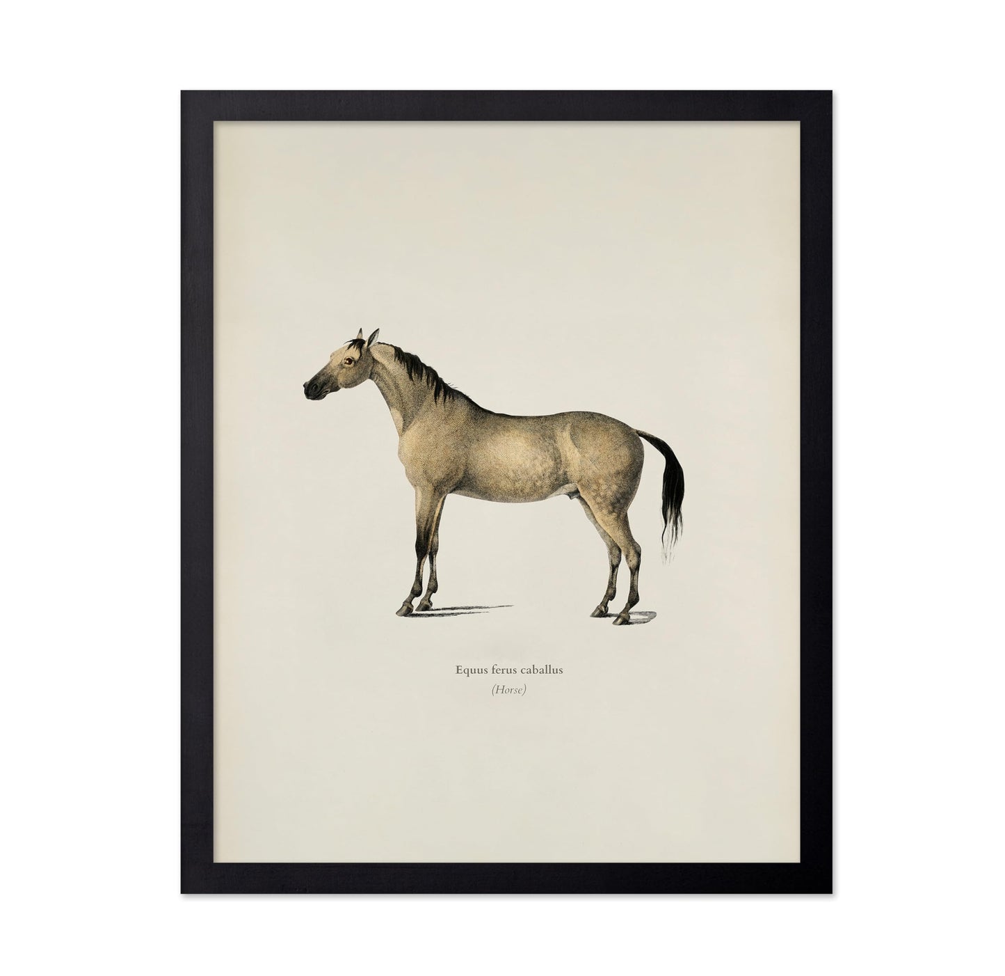 Horse Portrait No3