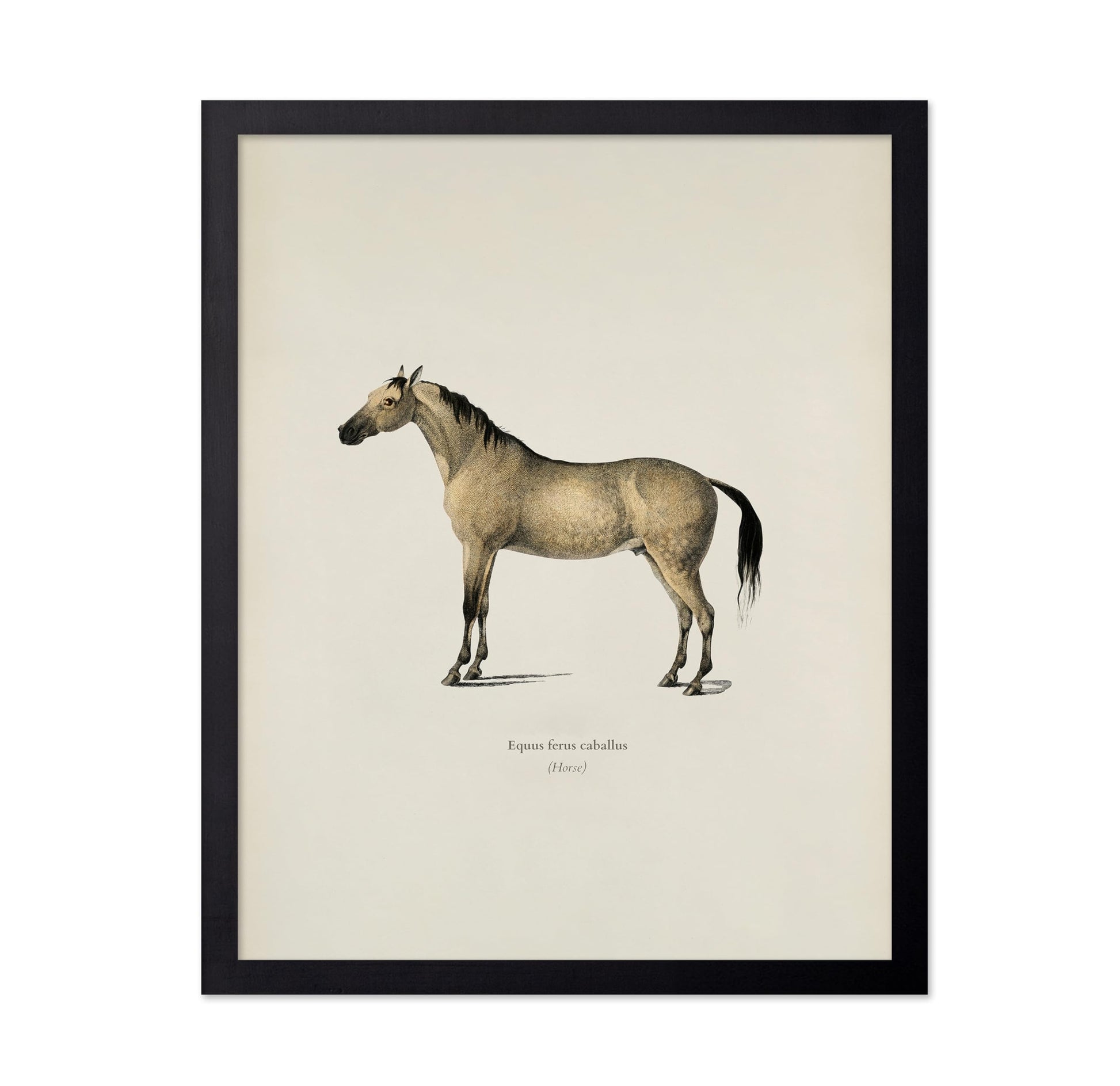 Horse Portrait No3