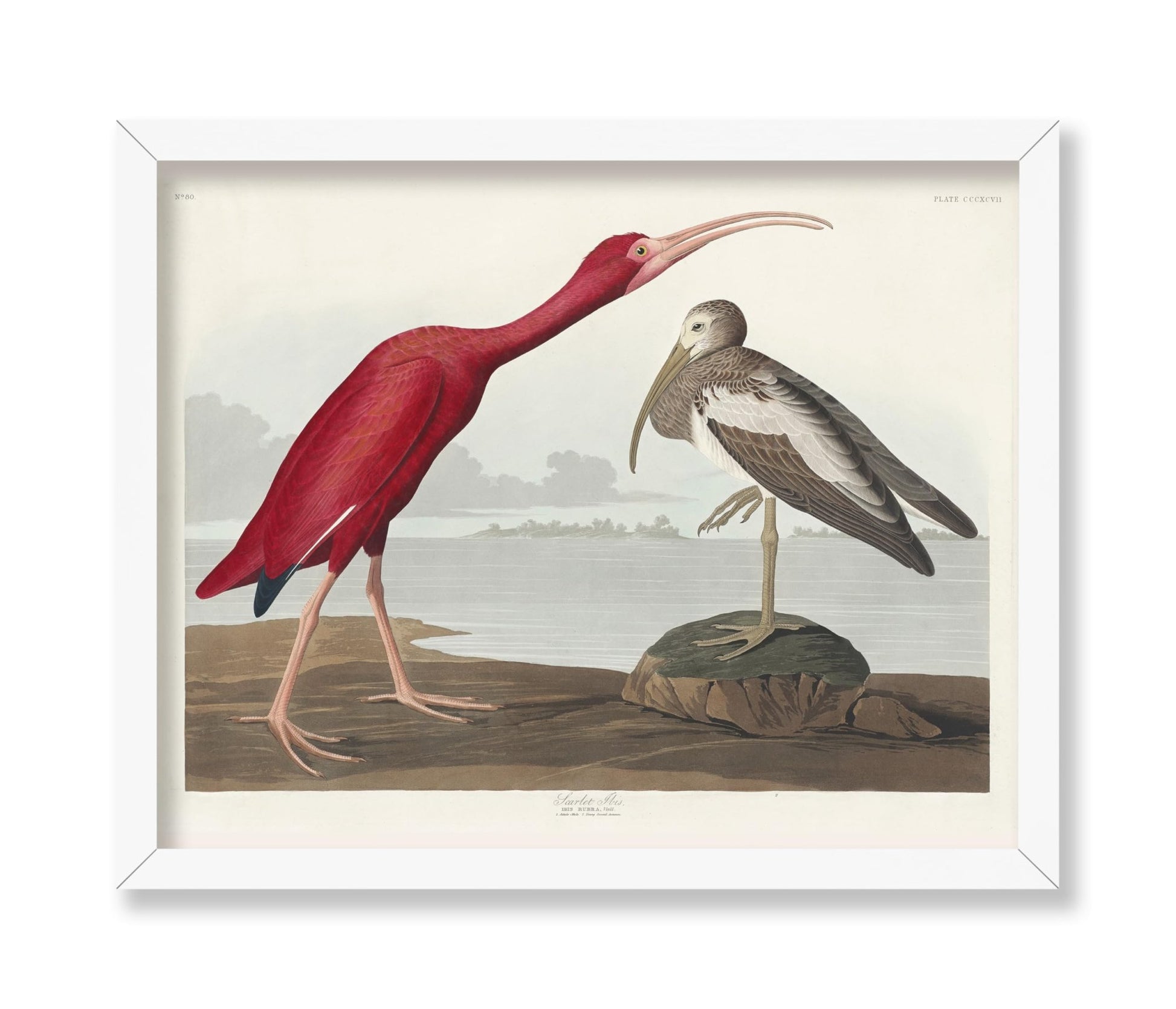 John James Audubon - Scarlet Ibis