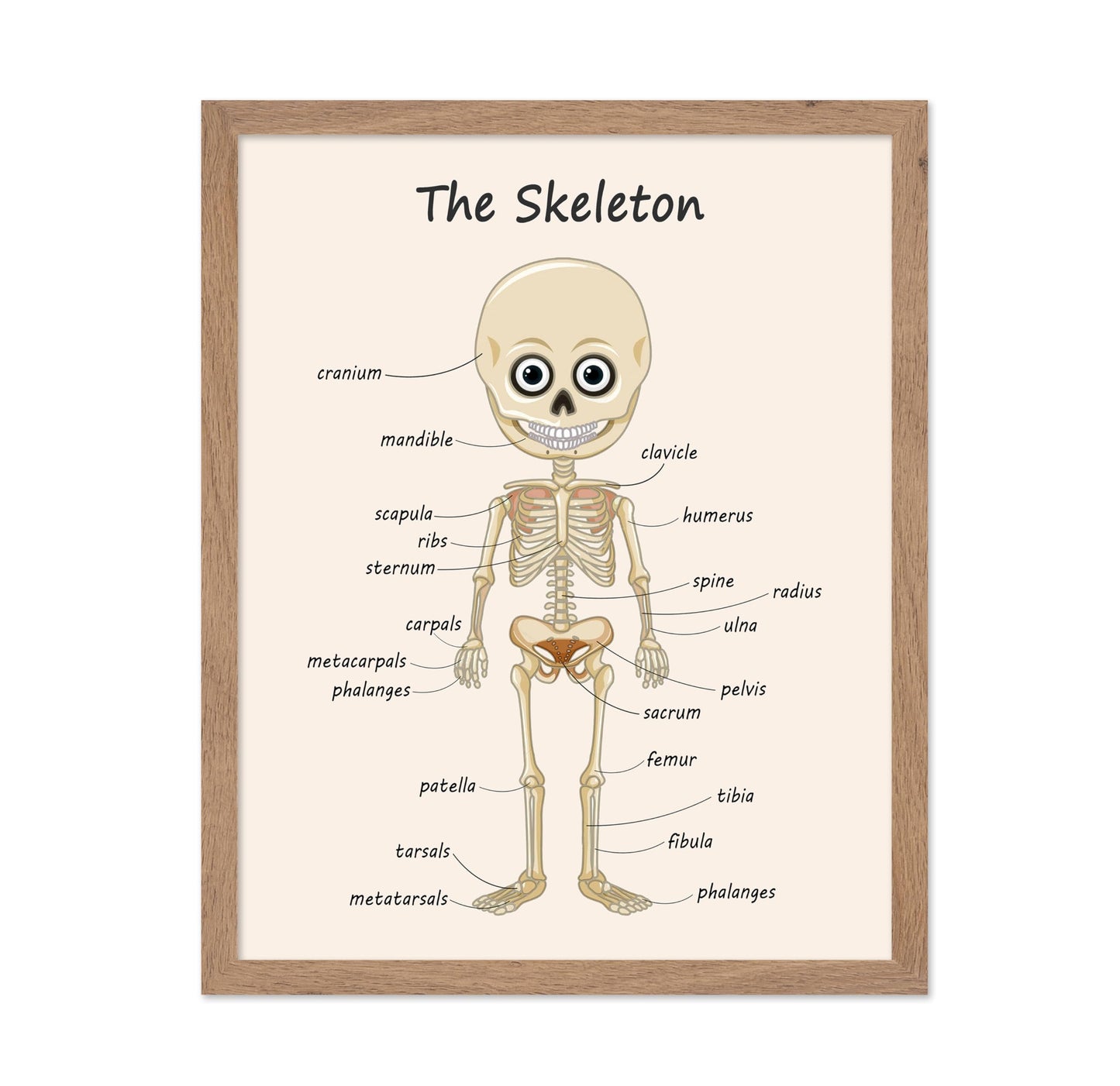The Skeleton