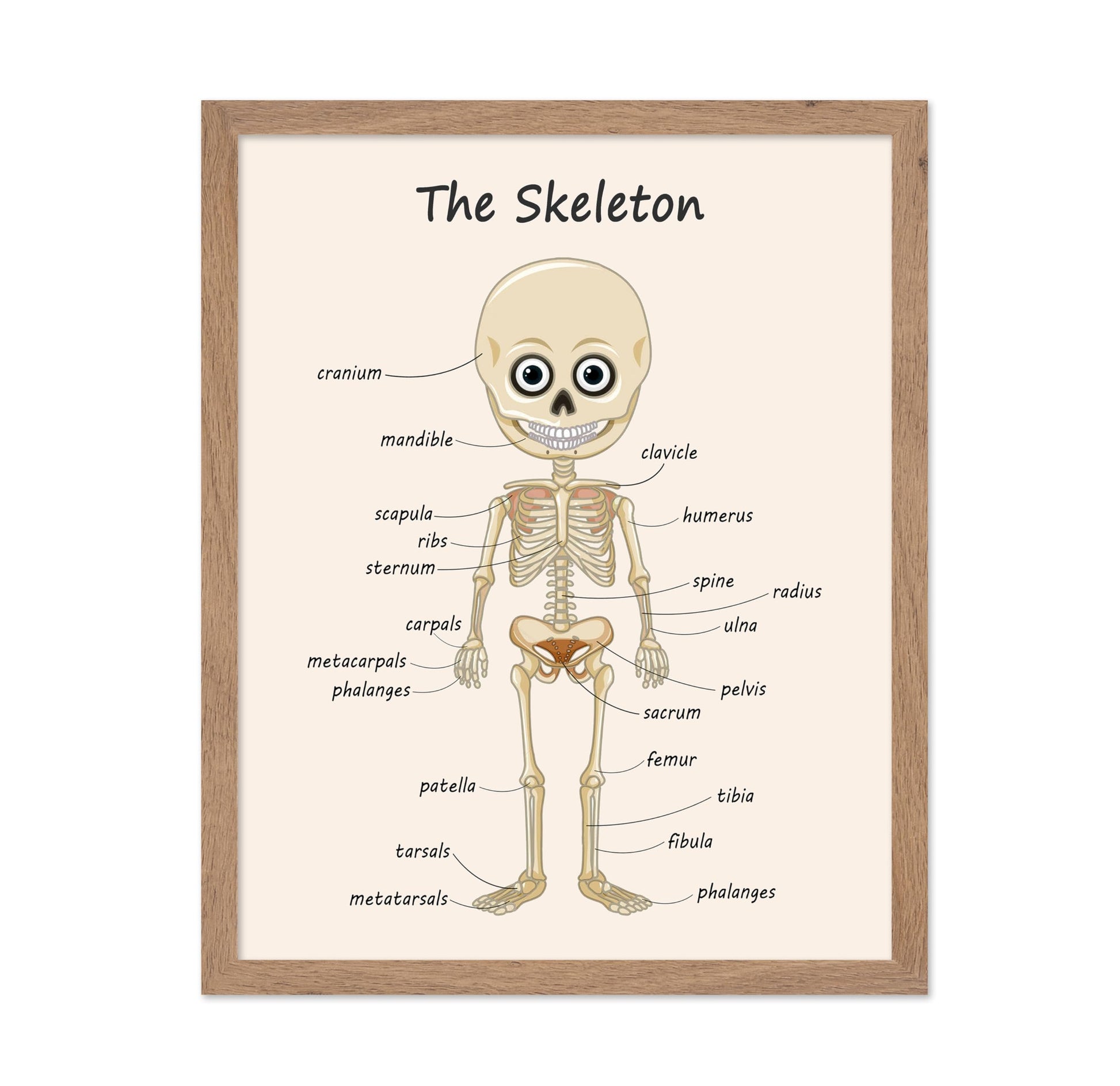 The Skeleton