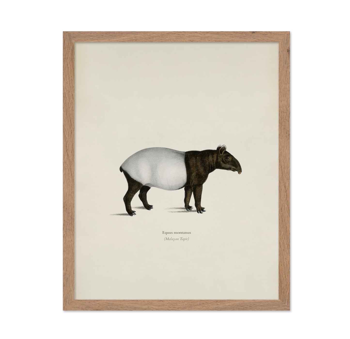 Malayan Tapir