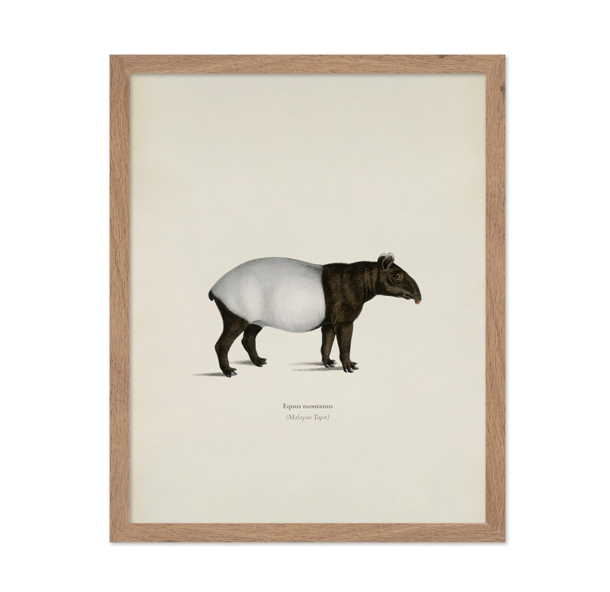 Malayan Tapir