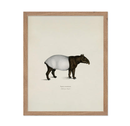 Malayan Tapir